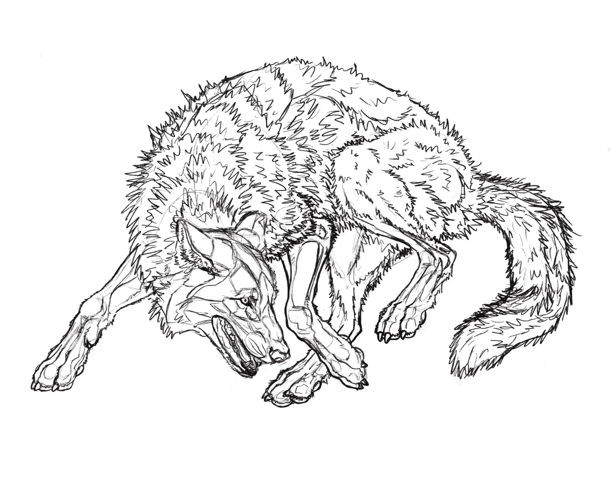 Coastal-Wolf-SKETCH-2560 The preliminary drawing of the wolf for Coastal Wolf At Play.